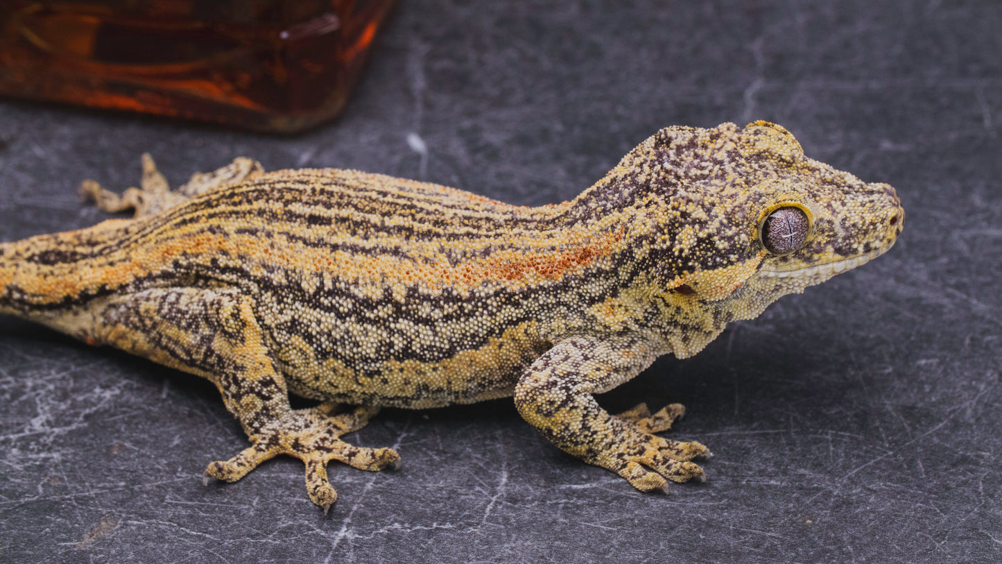 Orange Stripe Gargoyle Gecko - Female - Adult