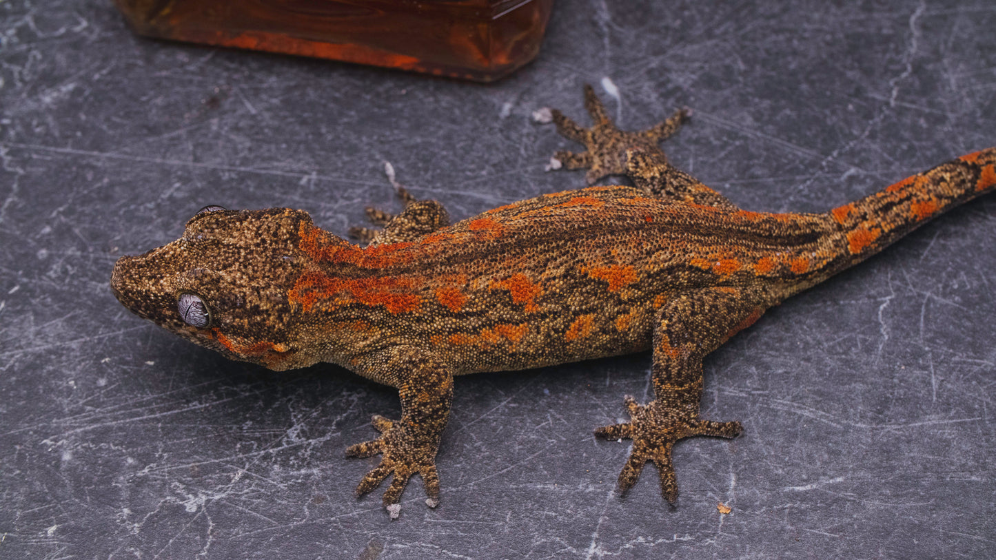 Orange Stripe Gargoyle Gecko - Female - Adult