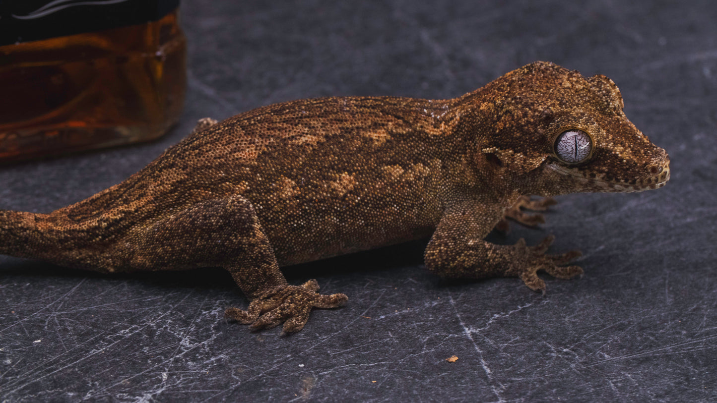 Reticulated Gargoyle Gecko - Female - Adult