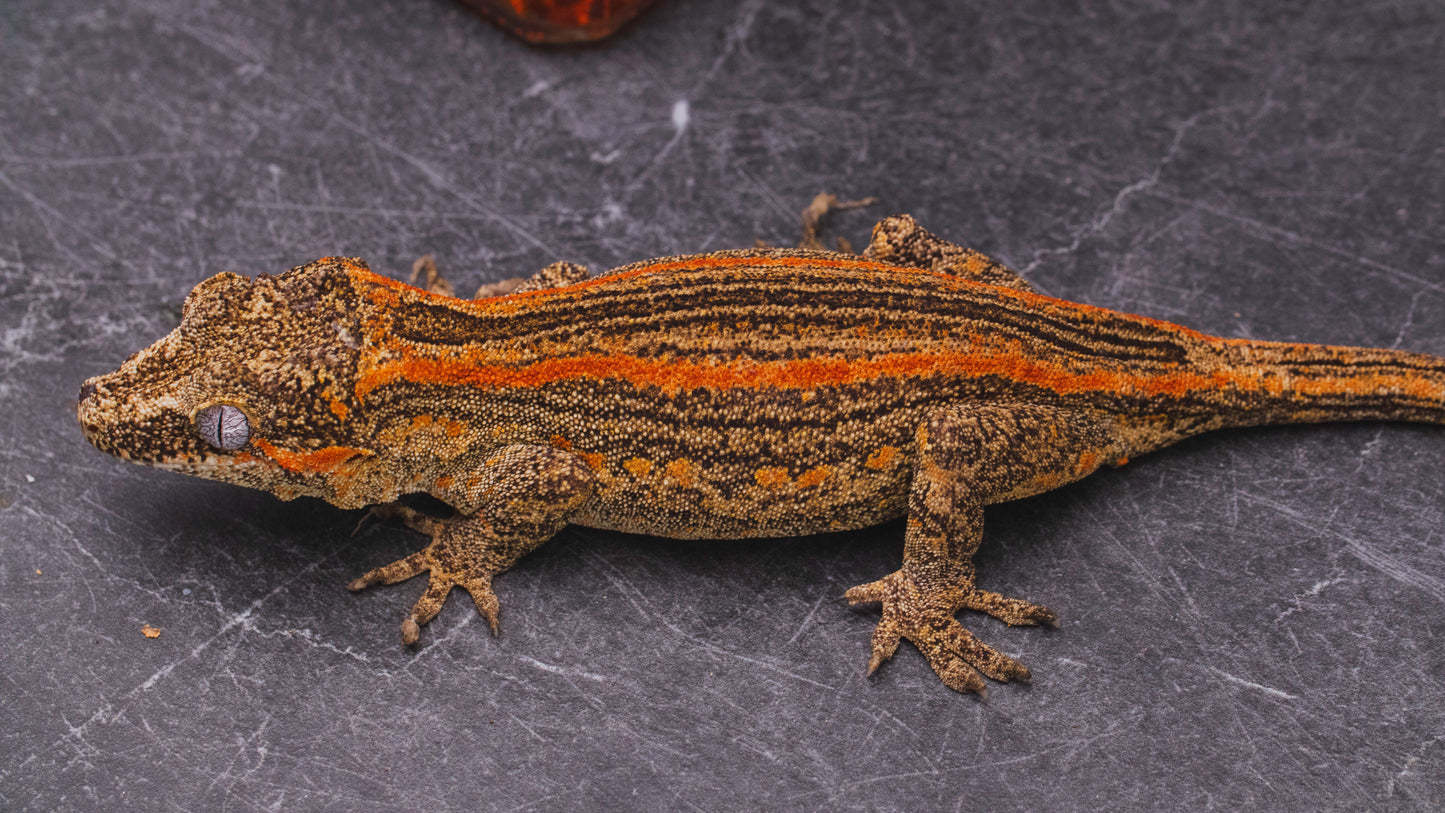 Orange Stripe Gargoyle Gecko - Female - Adult