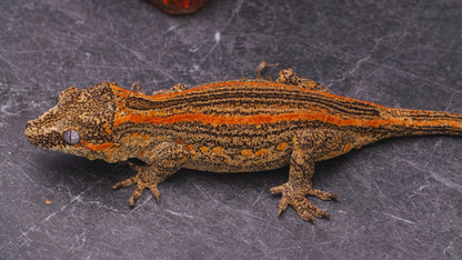 Orange Stripe Gargoyle Gecko - Female - Adult