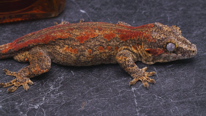 Red Stripe Gargoyle Gecko - Male - Adult