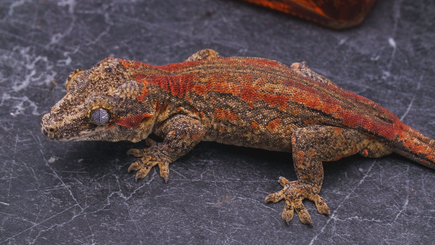 Red Stripe Gargoyle Gecko - Male - Adult