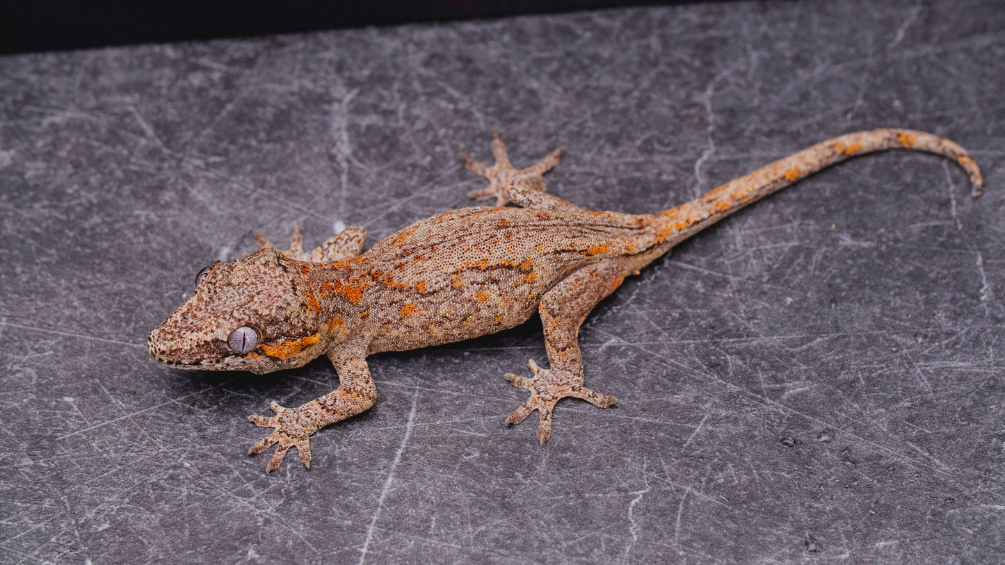 Orange Stripe Gargoyle Gecko - Baby - Unsexed