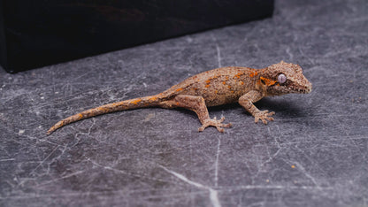 Orange Stripe Gargoyle Gecko - Baby - Unsexed