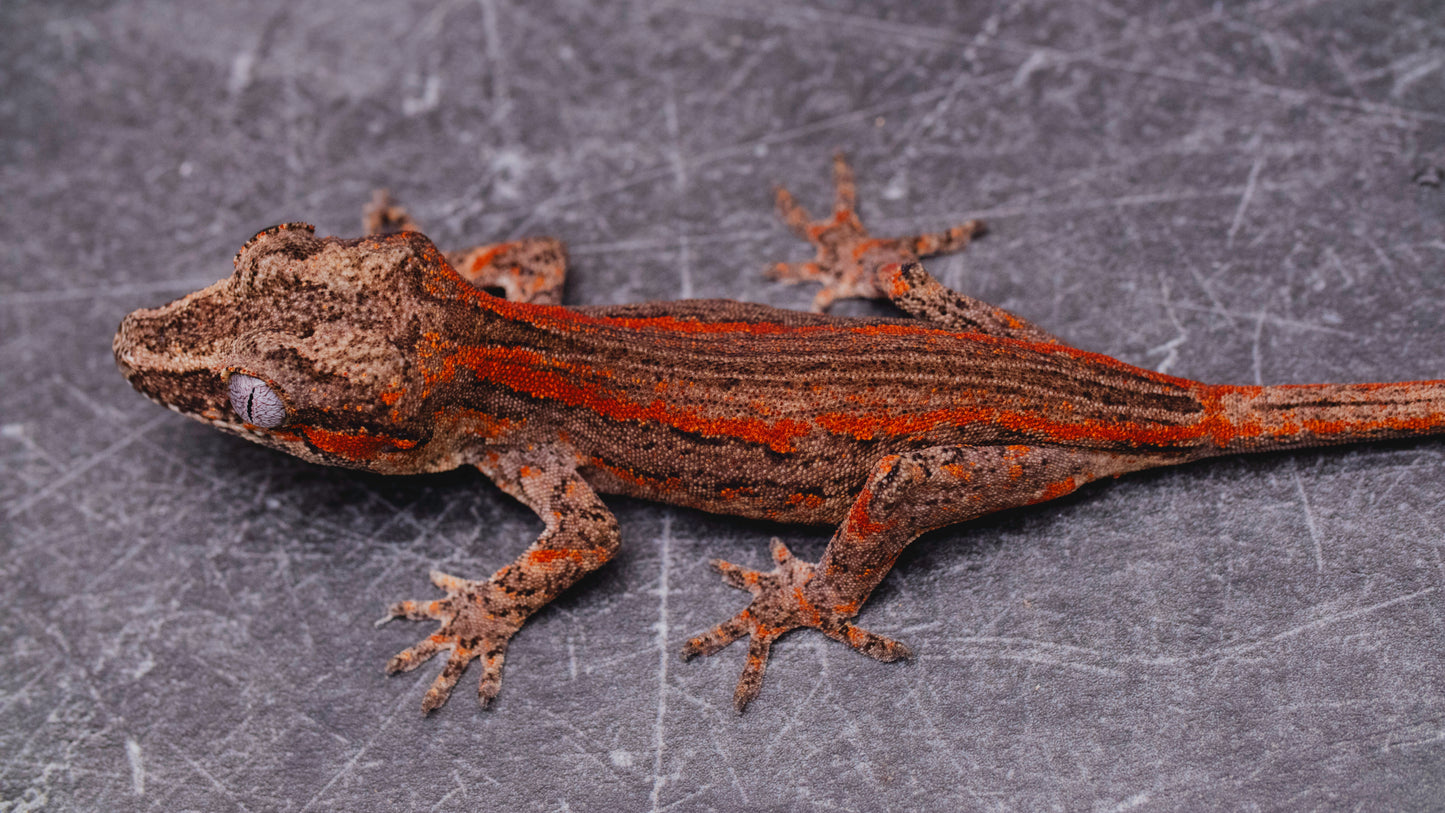 Red Stripe Gargoyle Gecko - Baby - Unsexed