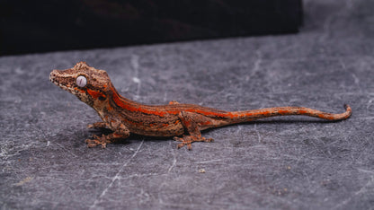 Red Stripe Gargoyle Gecko - Baby - Unsexed