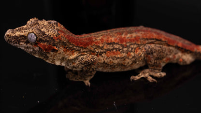 Red Stripe Gargoyle Gecko - male