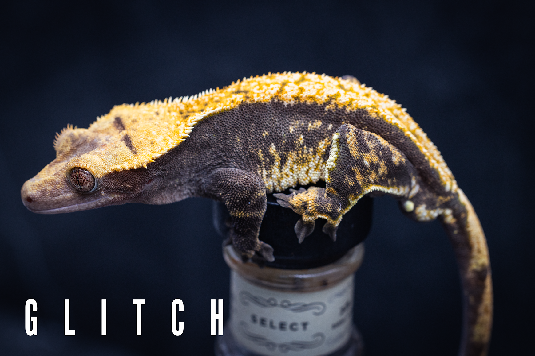 Gecko on a cylindrical container with 'GLITCH' text overlay