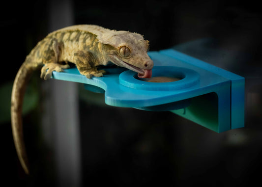 Crested Gecko Magnetic Feeding Ledge Small