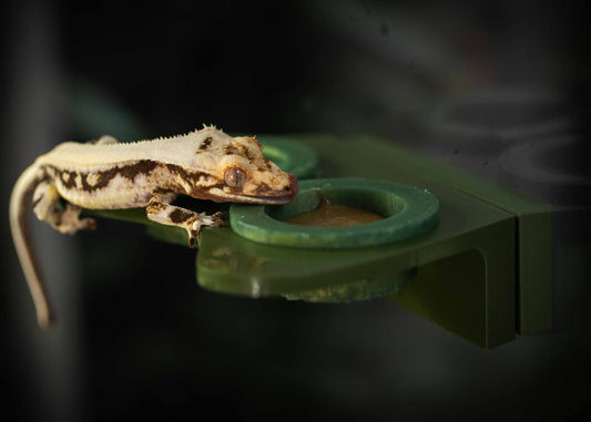 Wholesale: Guardian Magnetic Feeding Ledge Small