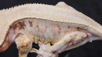 EXTREME: High Saturation Lilly White - Adult Female- Crested Gecko