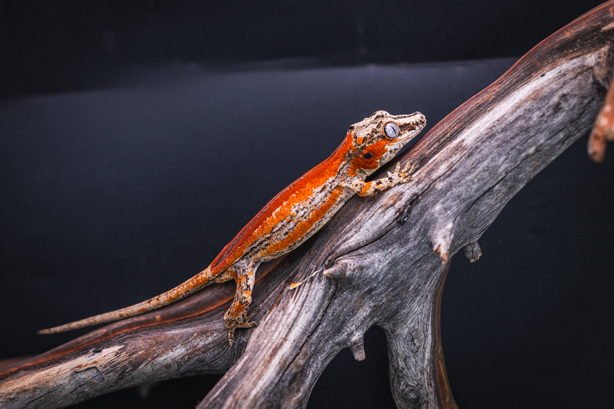 A vivid orange and red Gargoyle Gecko resting on a textured branch against a dark black background.