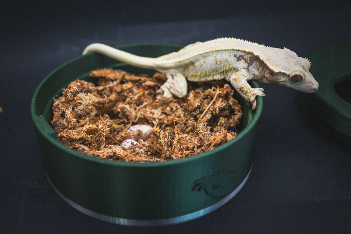 Crested Gecko using green humid hide and egg laying bin filled with sphagnum moss