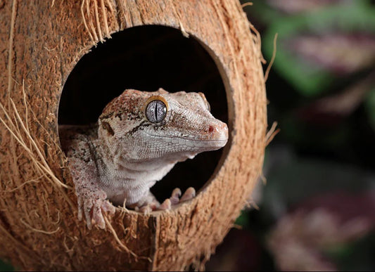 Hanging Coconut Gecko Hide