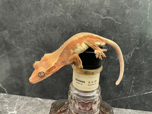 Red Base Phantom Lilly White Crested Gecko - Juvenile Male