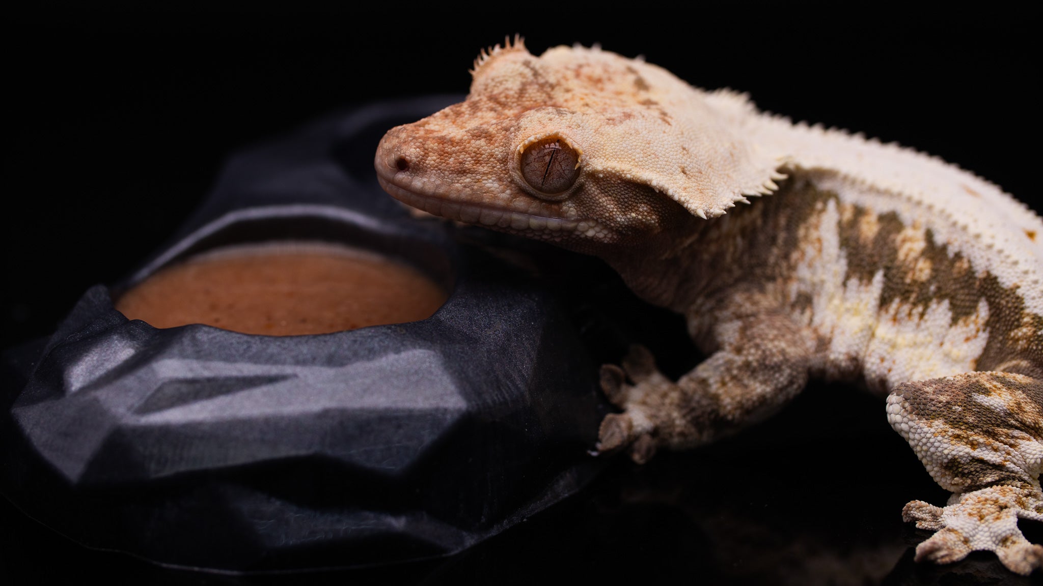 Crested Gecko Eating Out of food Dish