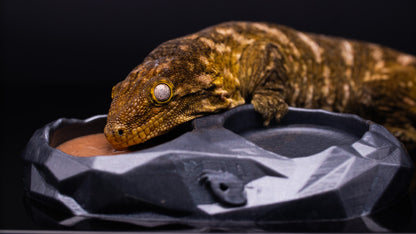 Wholesale: Reusable LARGE Gecko Feeding Dish