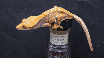 Harlequin Tiger Line - Juvenile Female- Crested Gecko