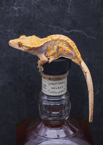 Harlequin Tiger Line - Juvenile Female- Crested Gecko