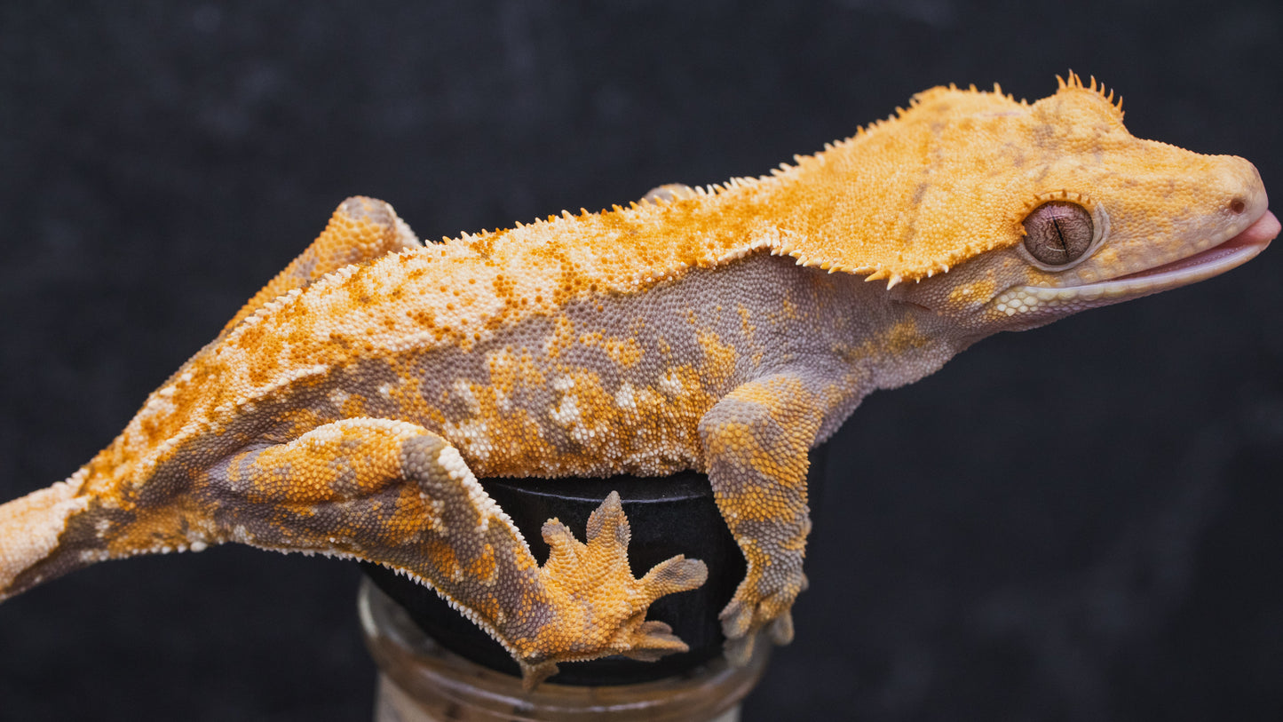 Harlequin Tiger Line - Juvenile Female- Crested Gecko