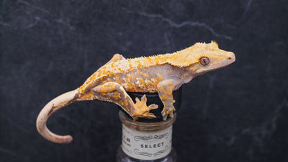 Harlequin Tiger Line - Juvenile Female- Crested Gecko