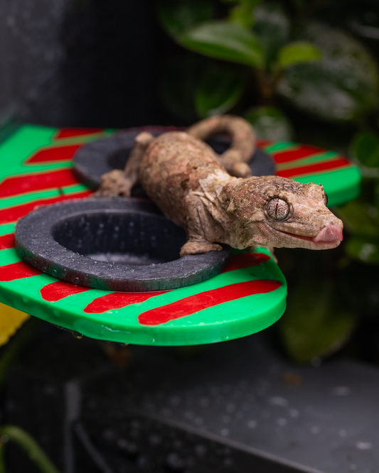 Themed Crested Gecko Magnetic Feeding Ledges - Prehistoric Edition
