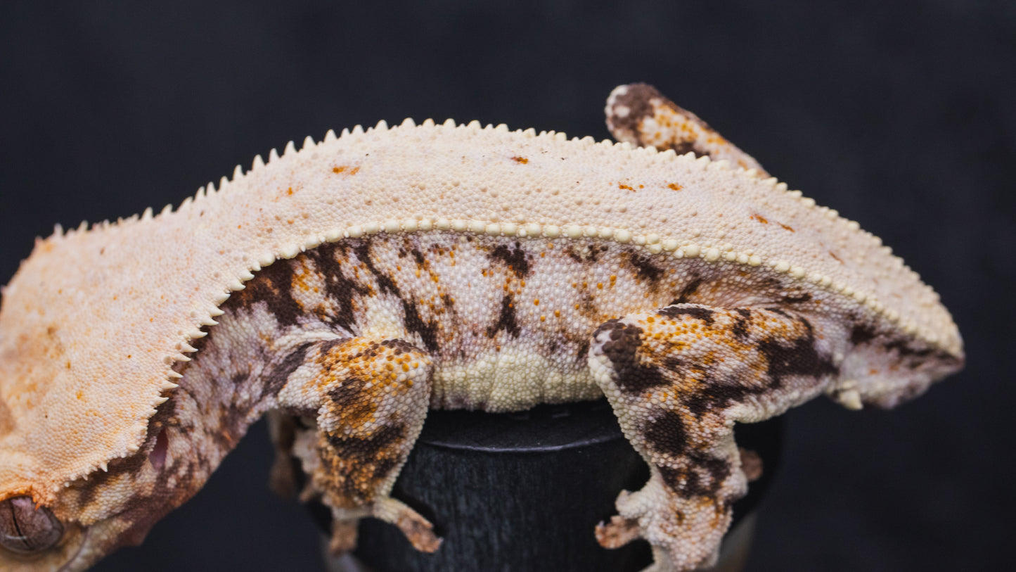 Lilly White Juvenile Male Crested Gecko - no tail