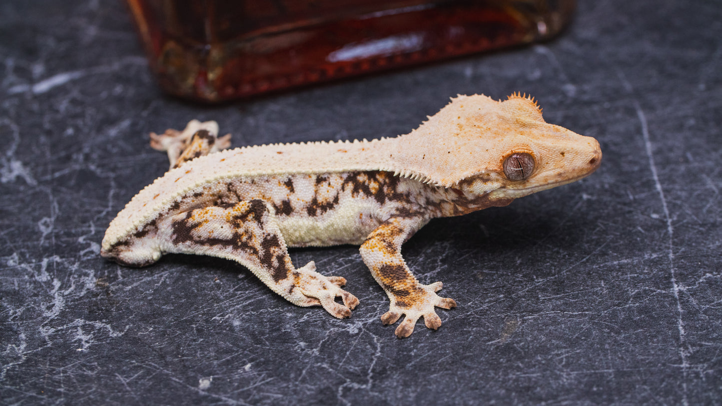 Lilly White Juvenile Male Crested Gecko - no tail