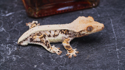 Lilly White Juvenile Male Crested Gecko - no tail