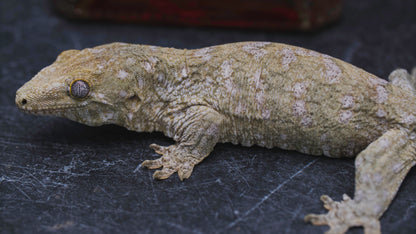 Leachianus Gecko for sale