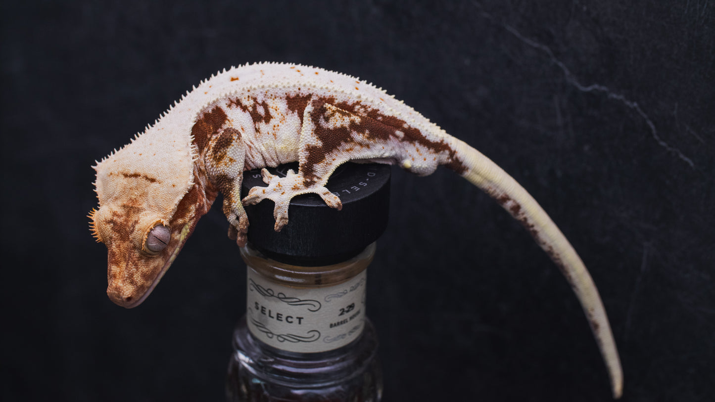 Lilly White - Adult Male - Crested Gecko