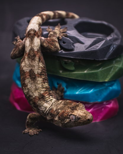 Medium Reusable Gecko Feeding Dish