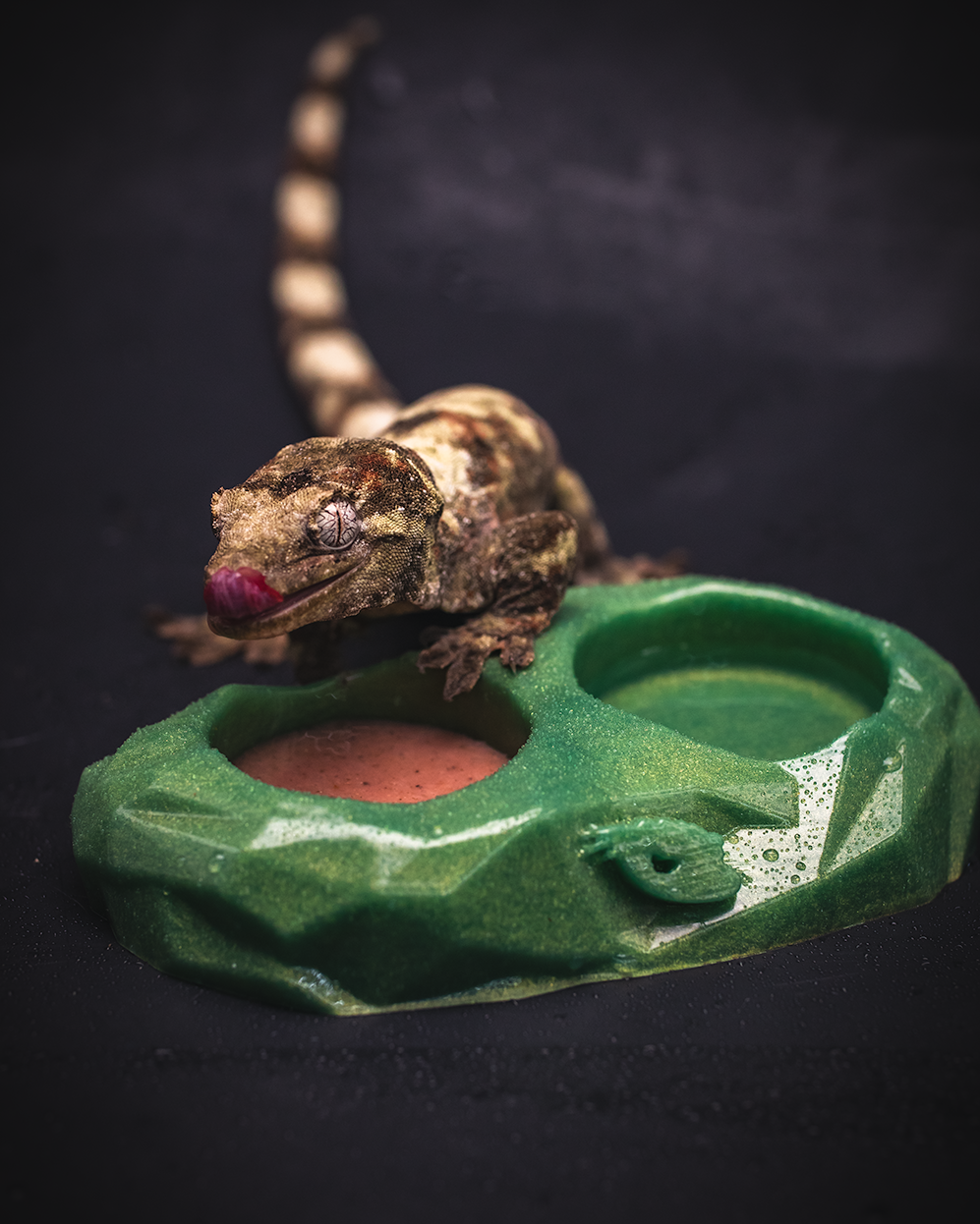 Medium Reusable Gecko Feeding Dish