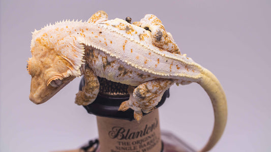 Lilly White Crested Gecko Male | RTB