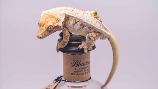 Lilly White Crested Gecko Male | RTB