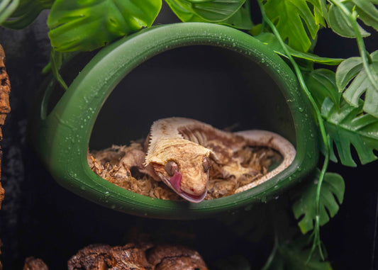 Sky Hollow Magnetic Hide – Your Gecko’s Elevated Retreat