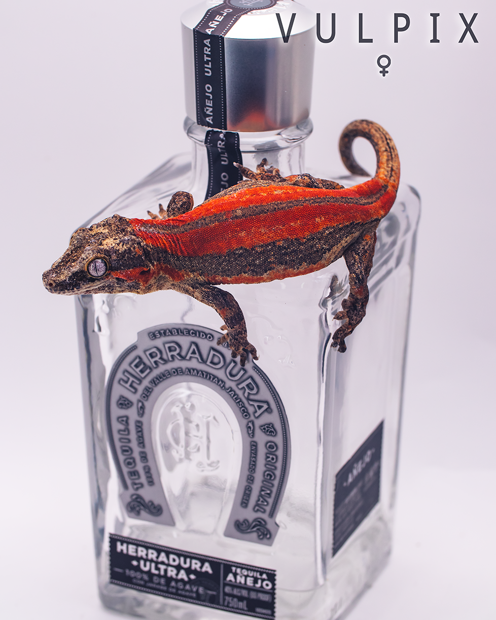 Red Stripe Gargoyle Gecko