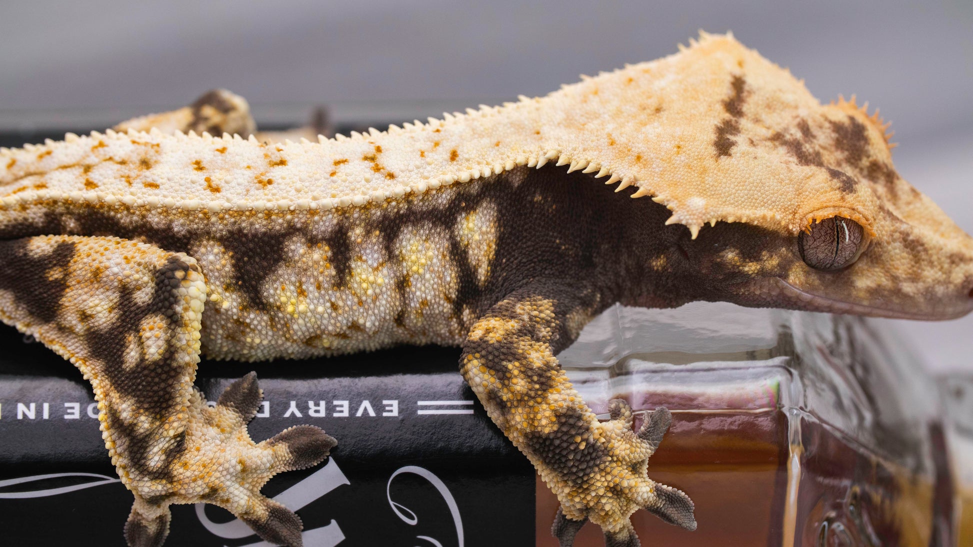 Extreme Harlequin Crested Gecko for sale