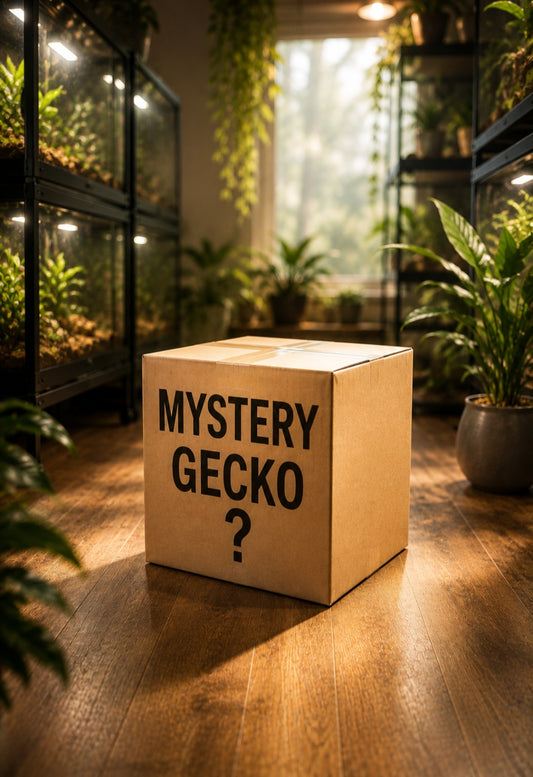 Mystery High End Crested Gecko