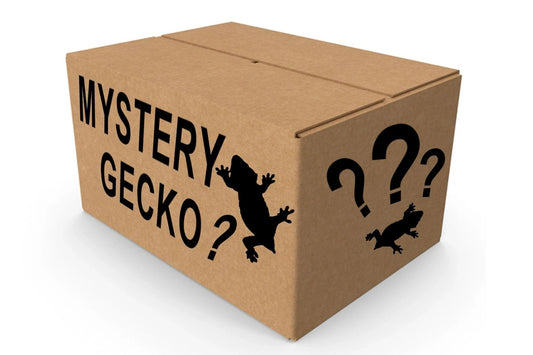 Mystery High End Crested Gecko